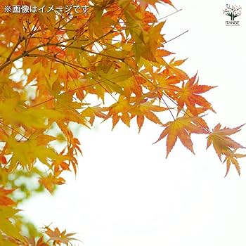 幹色が魅力！もみじ美峰 樹高120cm大苗 黄色とオレンジの独特の幹